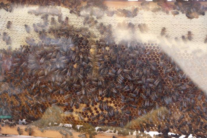 Udaberriko azoka Berrobin 60 1494770744111