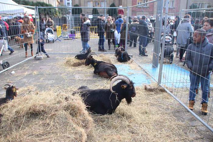 Tolosako Gabonetako azoka be 102 1514054533647