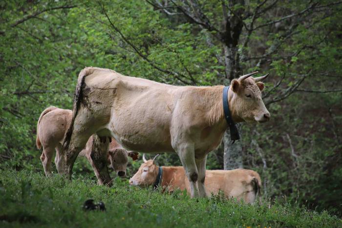 Larre irekiera festa Komizar 21 1650713602522