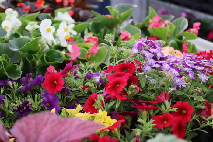 Euskal Azoka egin dute Ikazt 40 1619352406788