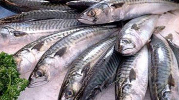 Berdel Eguna ospatuko dute bihar, Tolosan