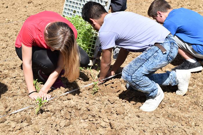 Piper landaketa Ibarran, 201 37 1494844494994