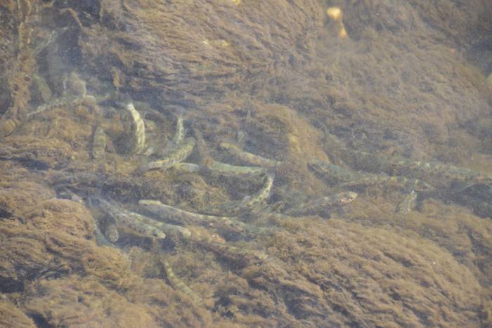 Izokinkumeak, Orian 32 1500724883204