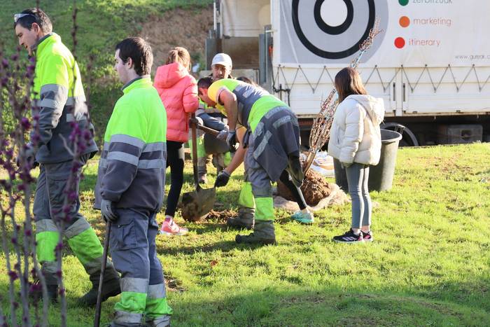 Gaixo zeuden 25 zuhaitz ordezkatu dituzte Amarotz auzoan