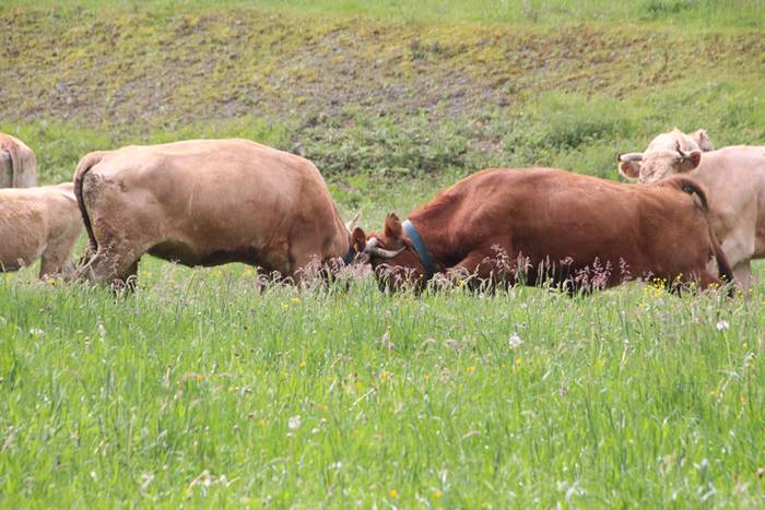 Amasamendiko larreetan bazka 14 1525172876481