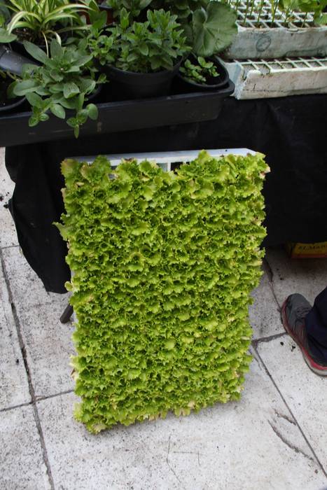 Udaberria loratu da Tolosan 9 1526734040846