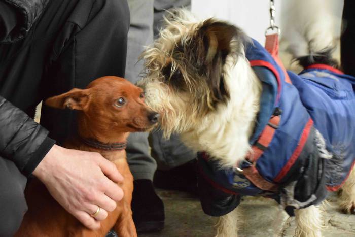 San Anton eguna Berastegin 2 4 1579262690851