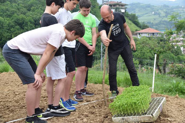 Ibarrako piperrak landatzen, 31 1527075783120