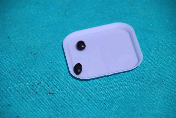 Tolosako Babarruna erein da 21 1559904709806