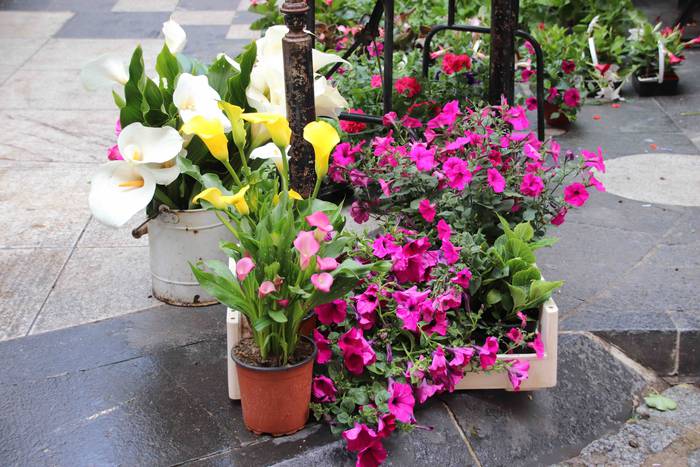 Lore eta Landare Azoka 2019 10 1558171899250