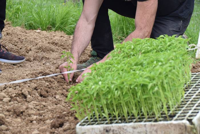 Ibarrako piperrak landatzen, 29 1527075770654