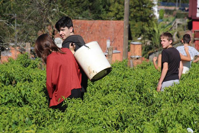 Ibarrako piperrak biltzen 20 19 1506520948777