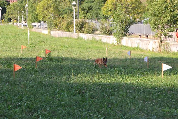 Artzaina eta txakurraren artea Amezketan 37 1472322559557