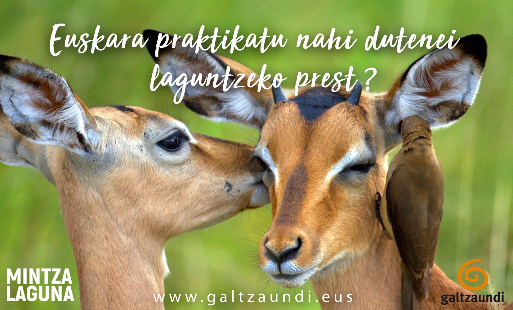 Euskaraz hitz egiteko erraztasuna dutenen bila gabiltza