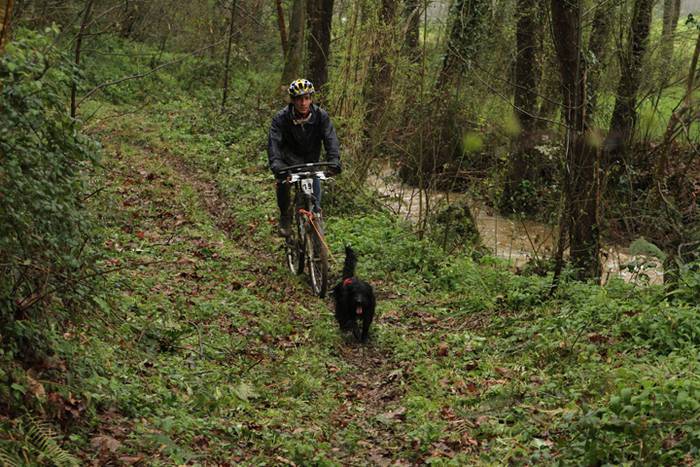 Zizurkil, txakur krosa 15 1490473883358