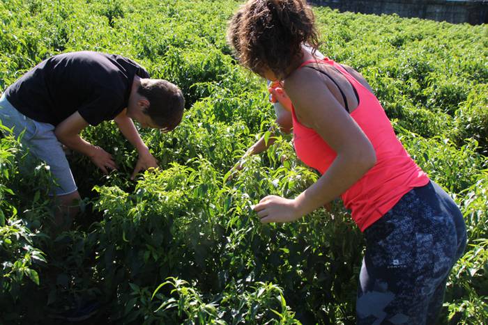 Ibarrako piperrak biltzen 20 31 1506521046684