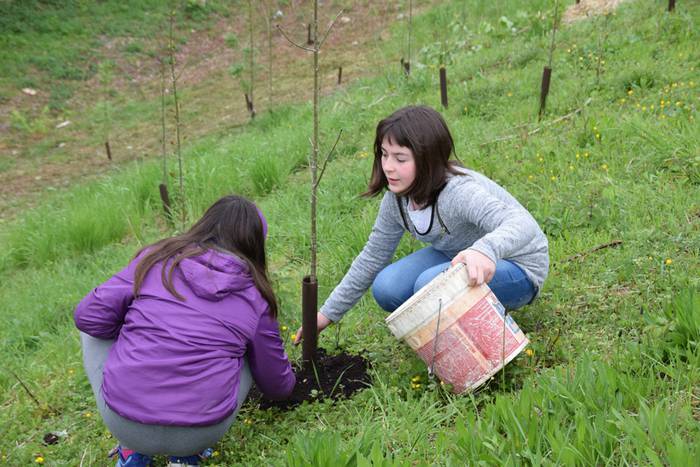 Zuhaitz eguna Ibarra 13 1460992039478