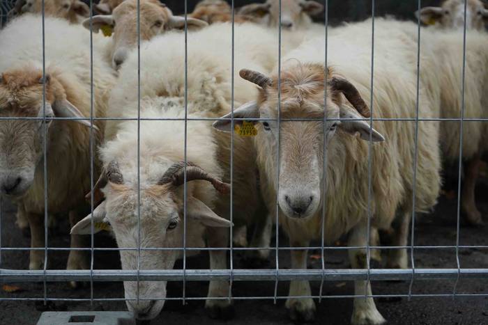 Txerri hiltzearen bueltan eg 4 1760883702951