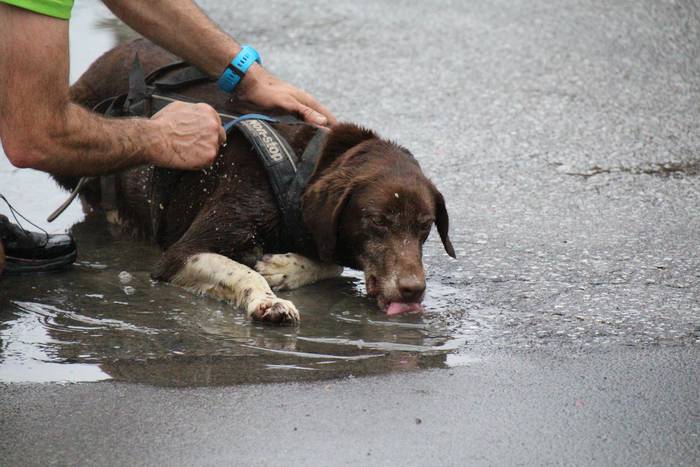 Zizurkilgo I. txakurkrosa 34 1460224191033