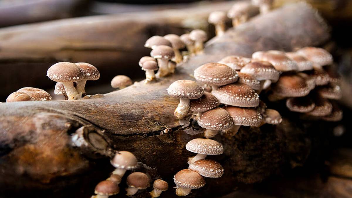 Shiitake, 'Lentinula edodes'