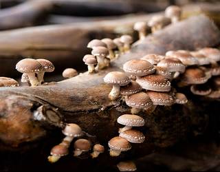 Shiitake, 'Lentinula edodes'