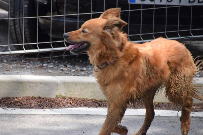 Erniopeko X. ibilaldia 17 1463321464821