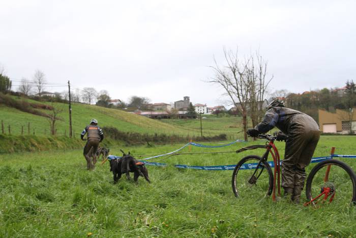 Zizurkil, txakur krosa 21 1490473929305