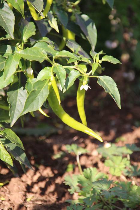 Piperraren zikloa 2015 16 1445442216955