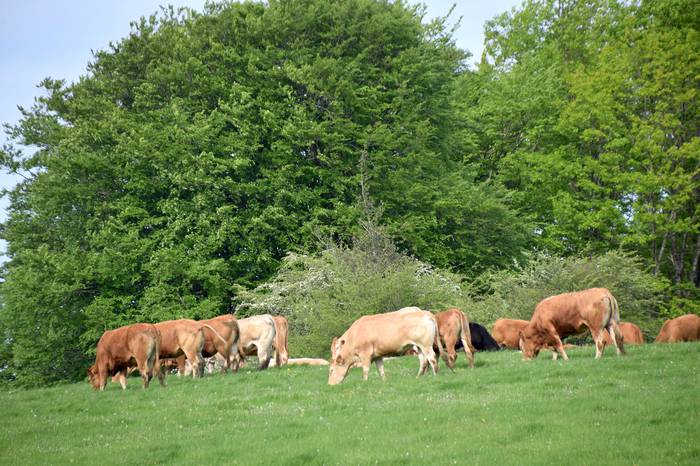 BERASTEG LARRE IREKIERA 2022 30 1652525080430