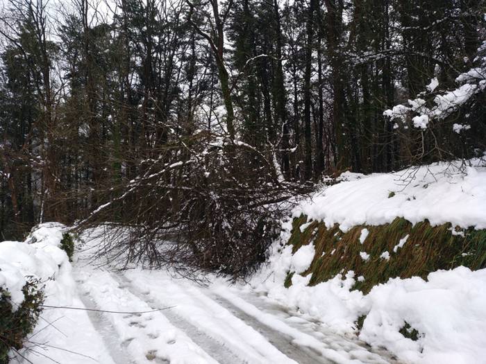 Elkartasun uholdea, elurtea  21 1515430038184