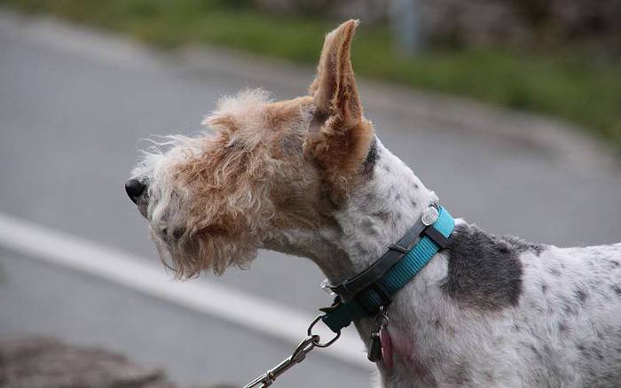 san anton berastegi 2016 4 1453114657590