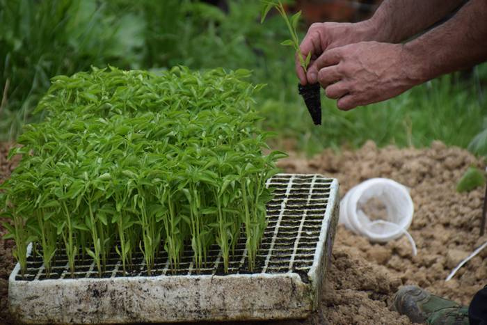 Ibarrako piperrak landatzen, 25 1527075749526