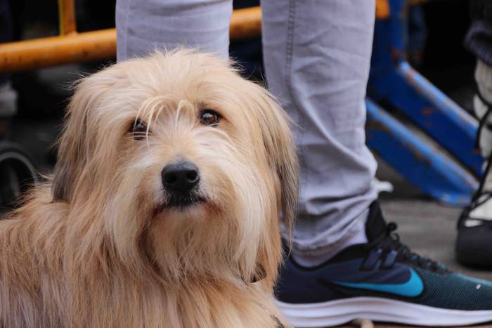 Gabonetako azokak jende asko 9 1576941747304