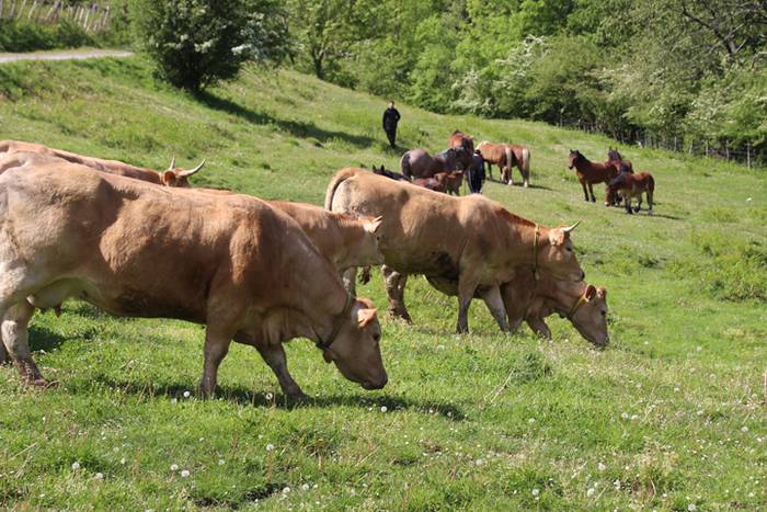 Larre irekiera Larraitzen 20 86 1493640185442