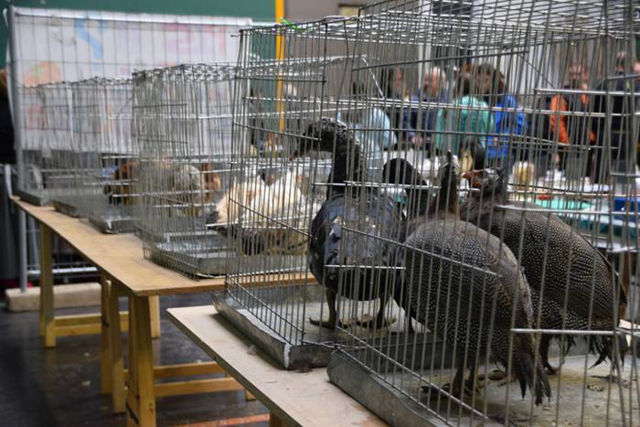 Denok perira! 22 1478445284113