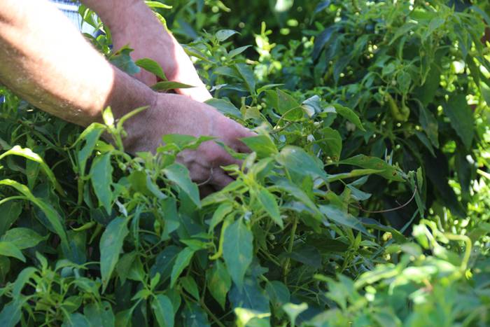 Ibarrako piperrak biltzen 20 24 1506520991651