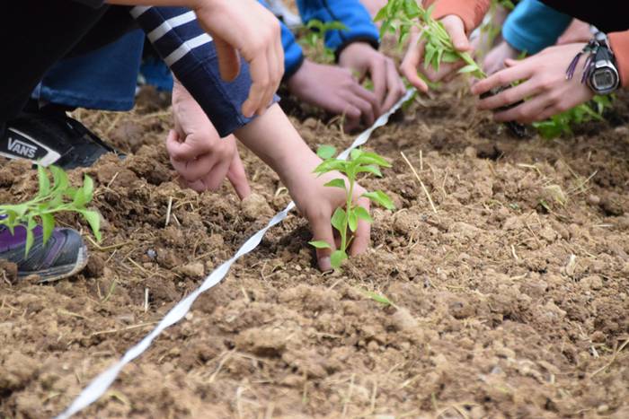 Piper landaketa uzturpe gureak  789 taldea 30 1464793777517