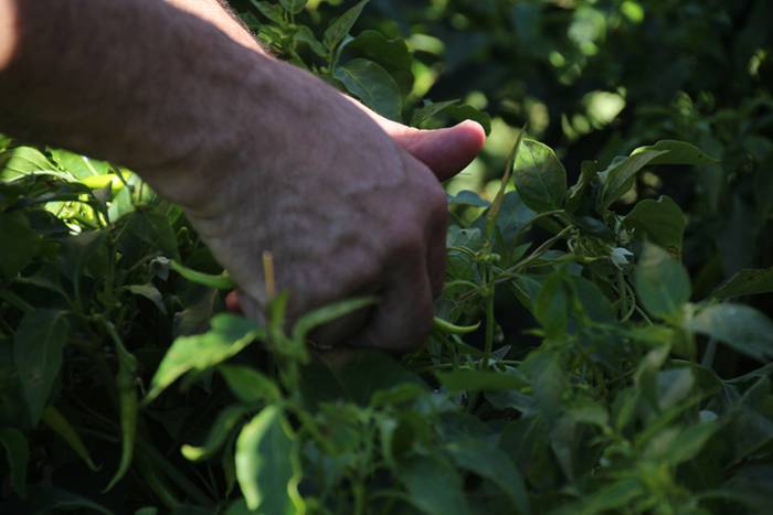 Ibarrako piperrak biltzen 20 26 1506521009414