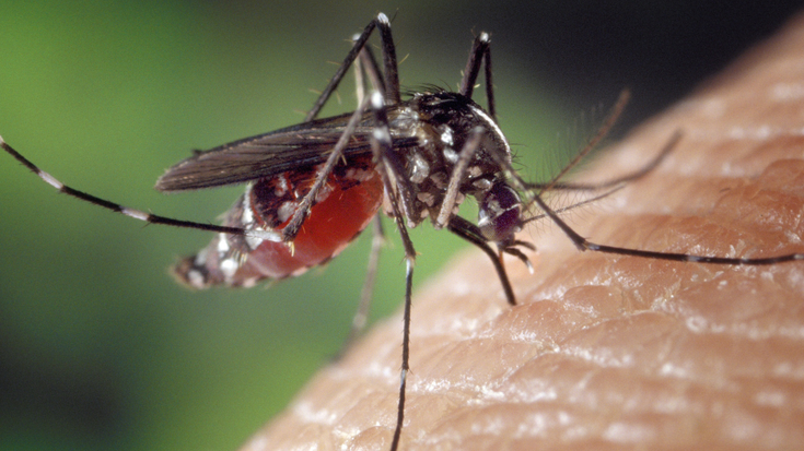 Tigre eltxoa kontrolatzeko tranpak jarri dituzte