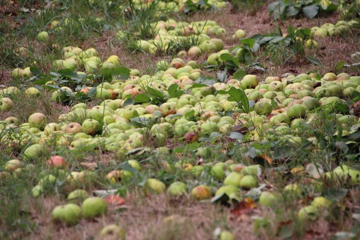 Sagarrak jasotzen. Altzo. Sa 40 1631723390129