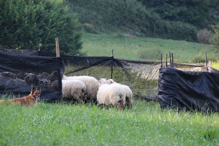 Artzaina eta txakurraren artea Amezketan 44 1472322617972