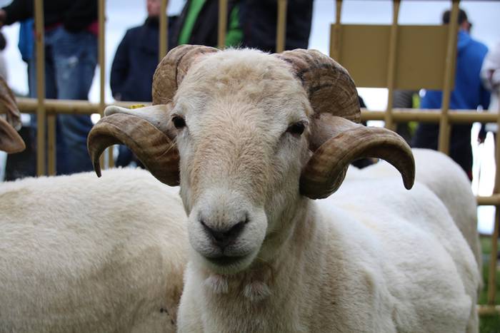 Aralarko larre irekiera 62 1462122144637