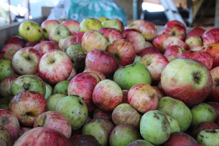 Sagarraren zukua, upelera 6 1477475698565