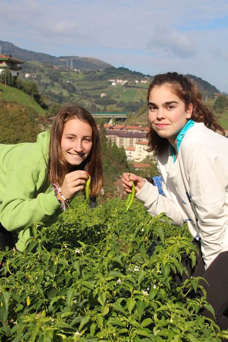 Piperraren zikloa 2015 17 1445442217543