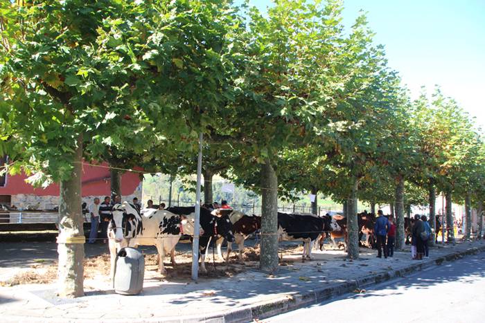 Animali, barazki eta artisau lanen bilgune 31 1477830916549