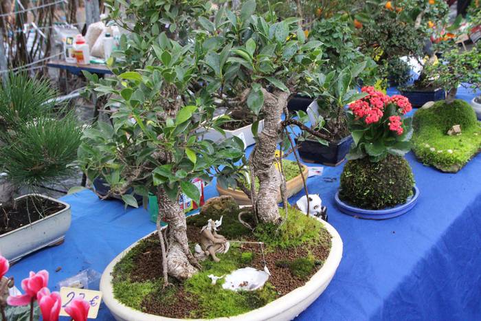 Zuhaitz Azoka Tolosan 2016 39 1456601481180