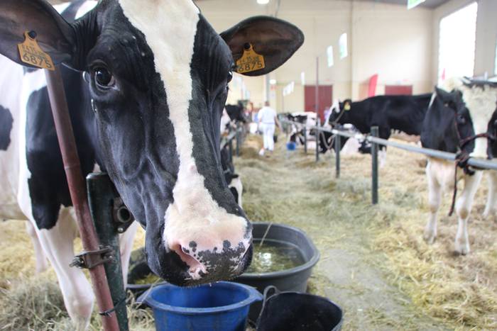 Frisoi Txapelketa 2015 18 1447530181940