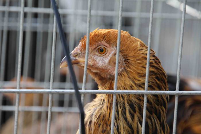 amezketako herri azoka berez 13 1542621163877