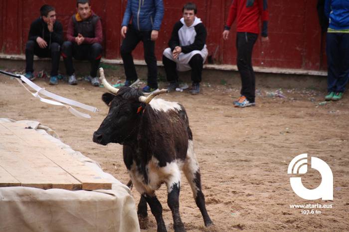 Zezenak adarrak okerrak ditu 84 1488277639403