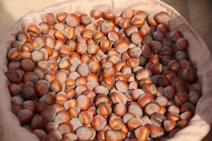 Euskaldunak asetzeko festa 11 1570976316918